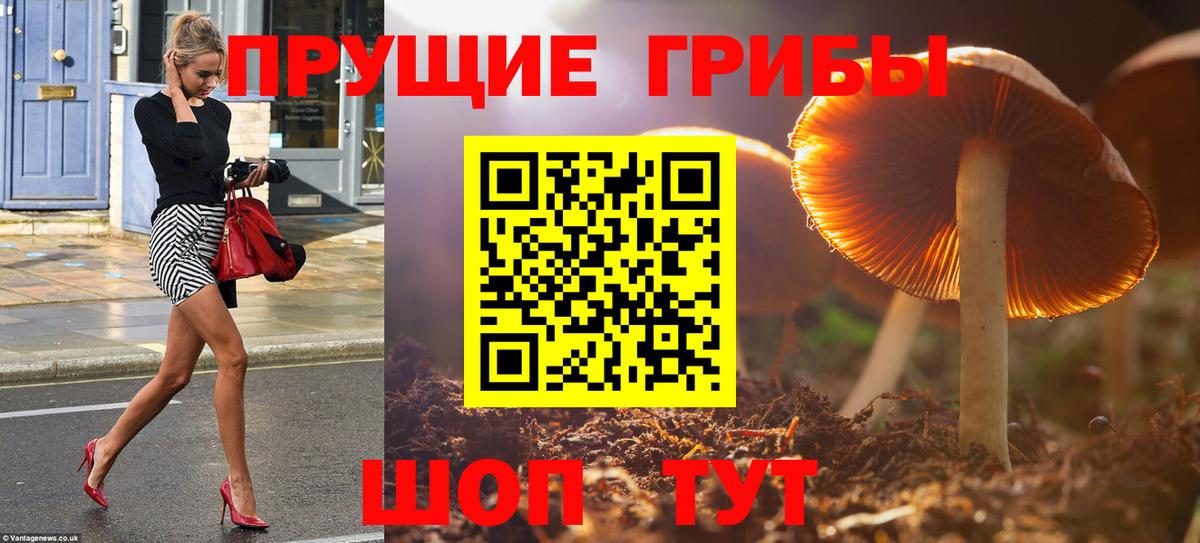 Псилоцибиновые грибы Psilocybe  Вход с VPN  Псилоцибиновые грибы мухоморы  Гусев 